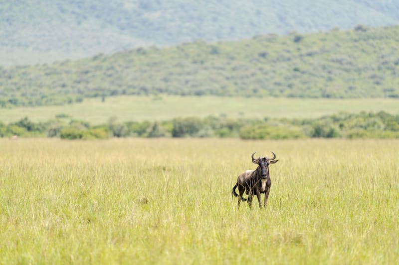 Mara Triangle