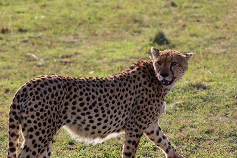 Naboisho Conservancy