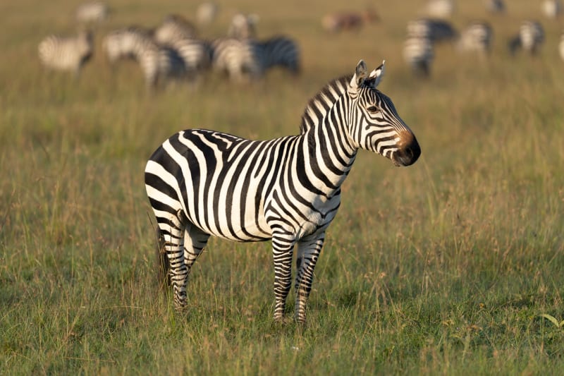 Narok