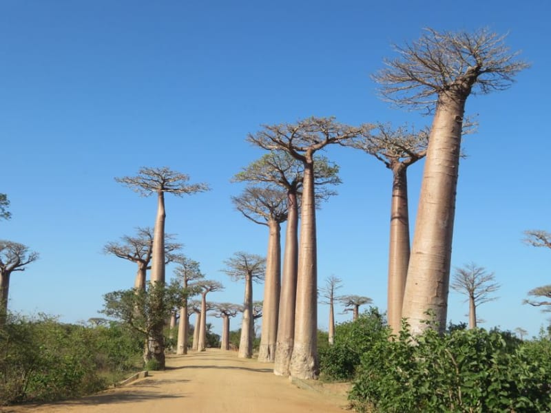 Baobab Amoureux