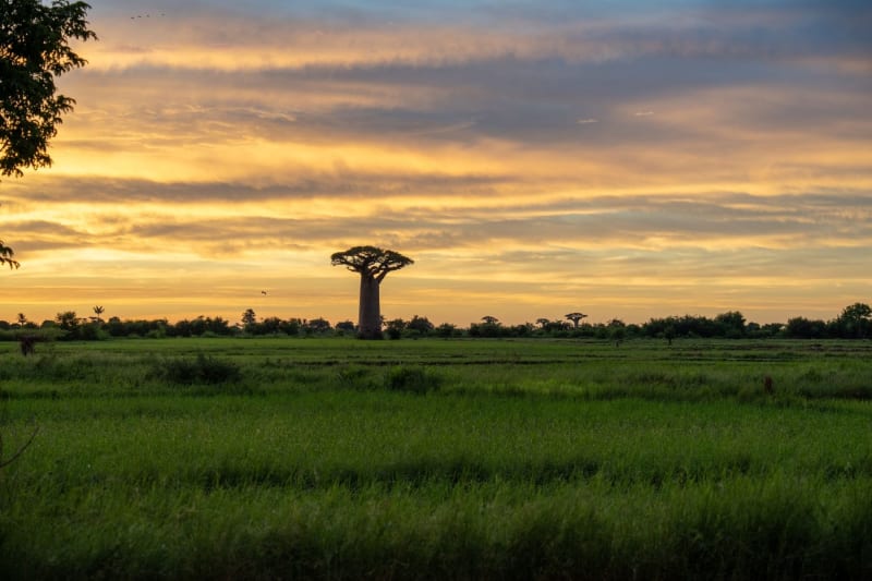 Avenida de los Baobabs