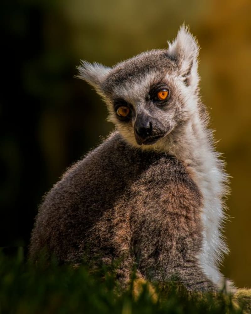 Berenty Private Reserve