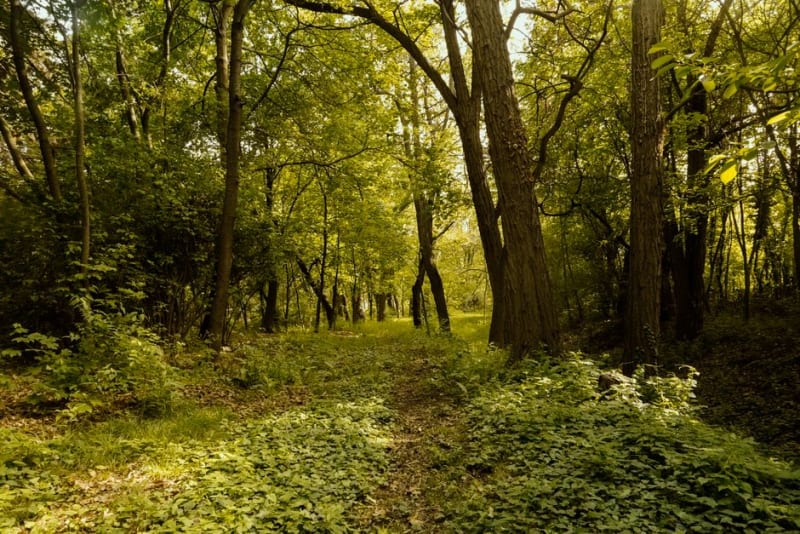 Berenty Private Reserve