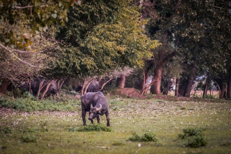 Liwonde National Park