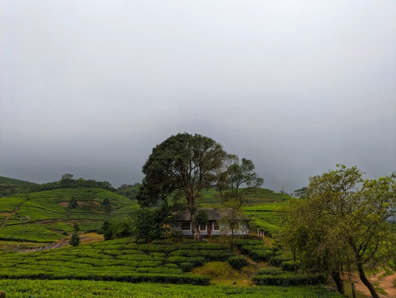 Thyolo Tea Estates