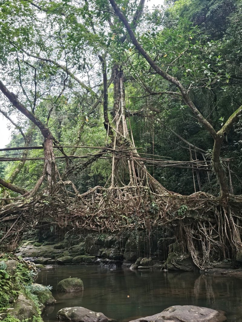 Forêt sacrée de Mawphlang