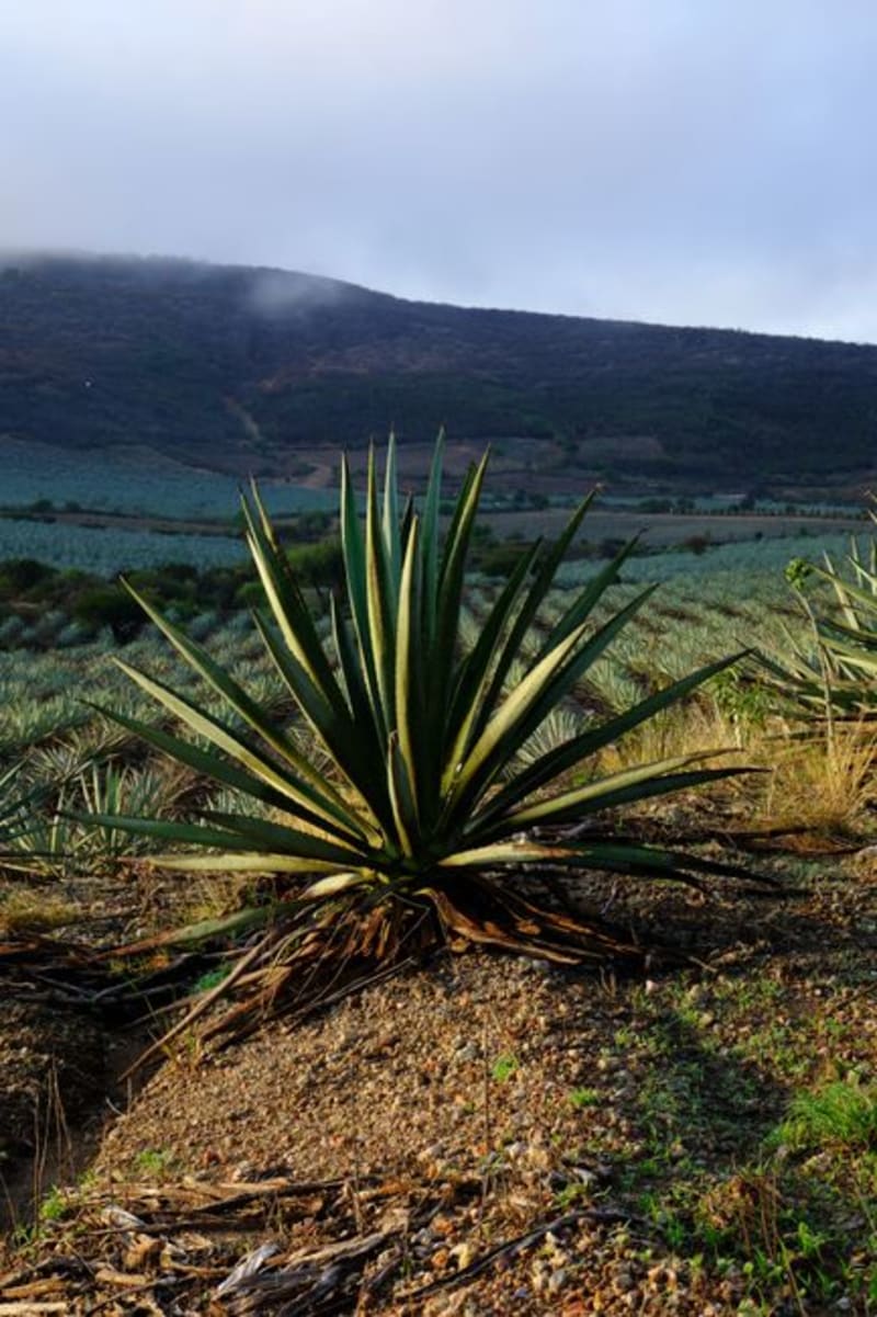 Coixtlahuaca
