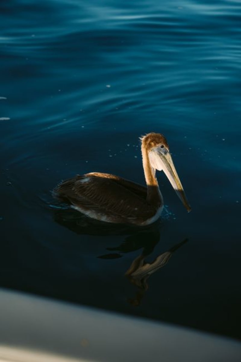 Constitución Wetlands