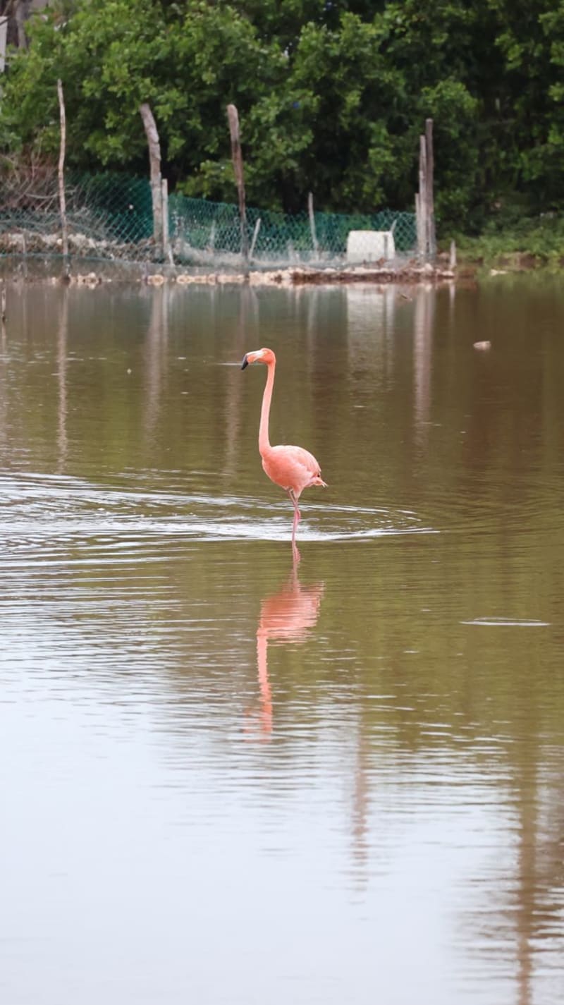 Río Lagartos