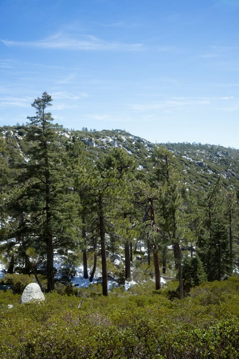 Sierra de San Pedro Mártir