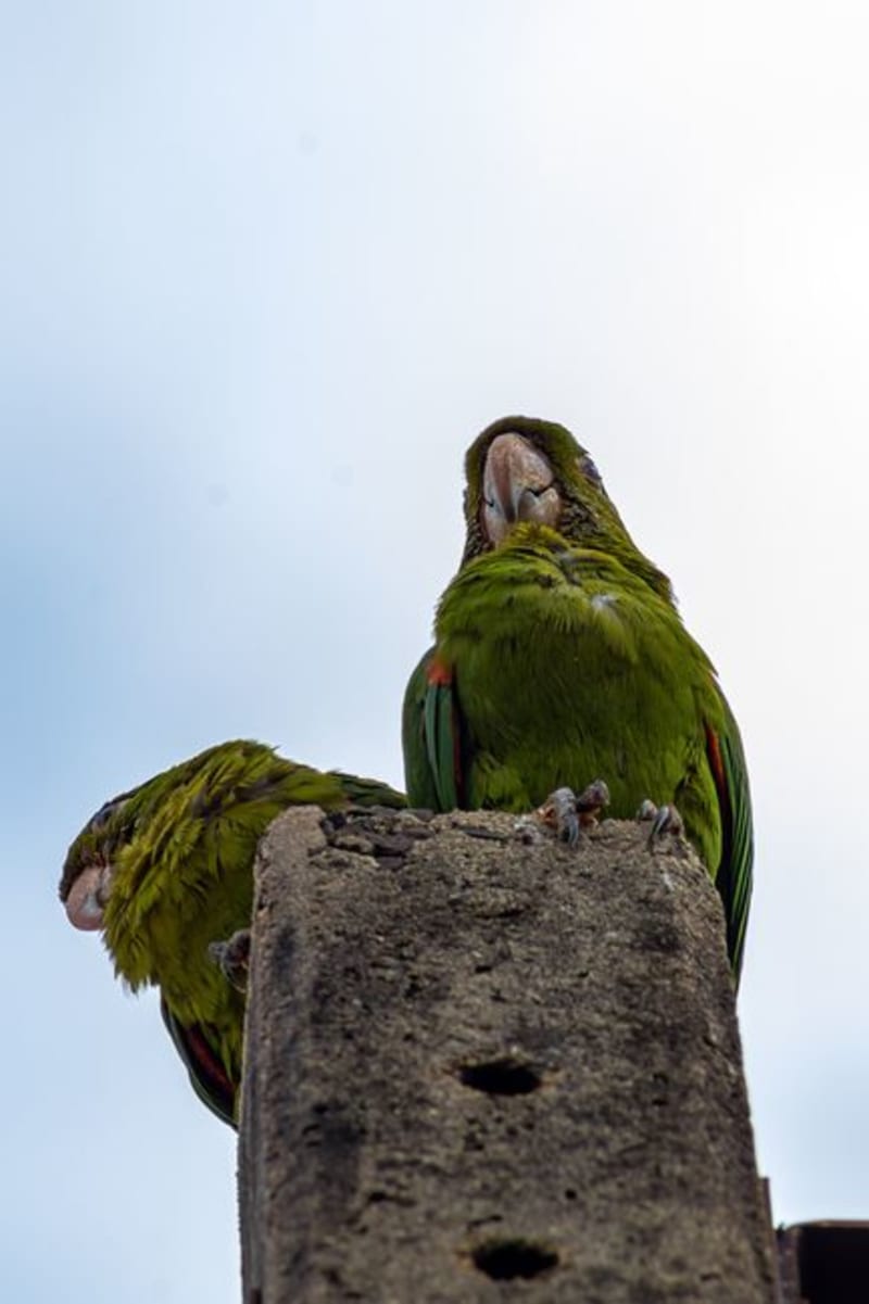 Sima de las Cotorras