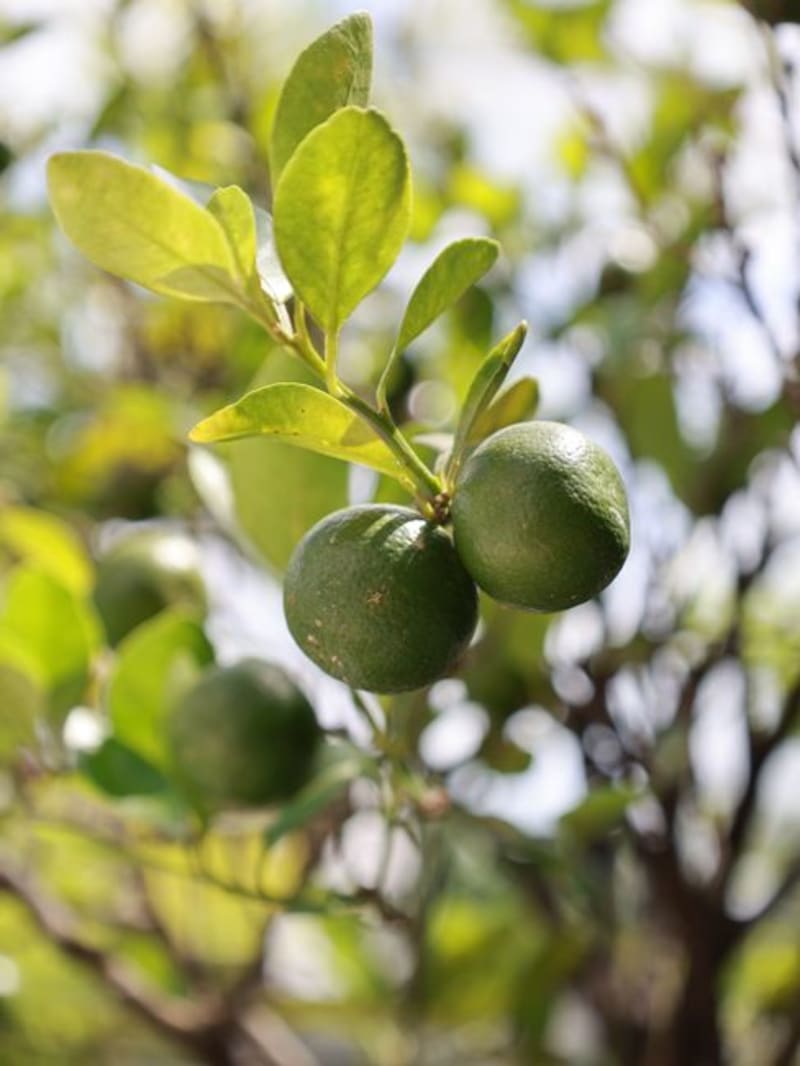 Tecomán