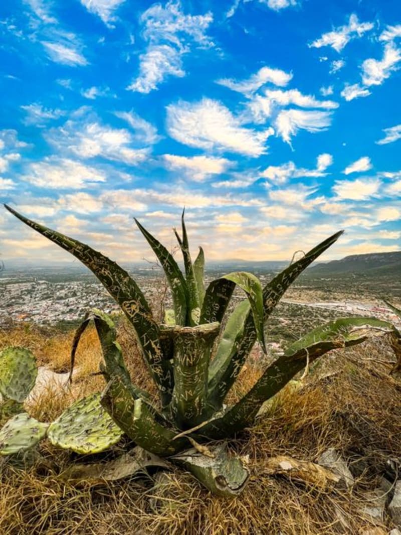 Tolimán