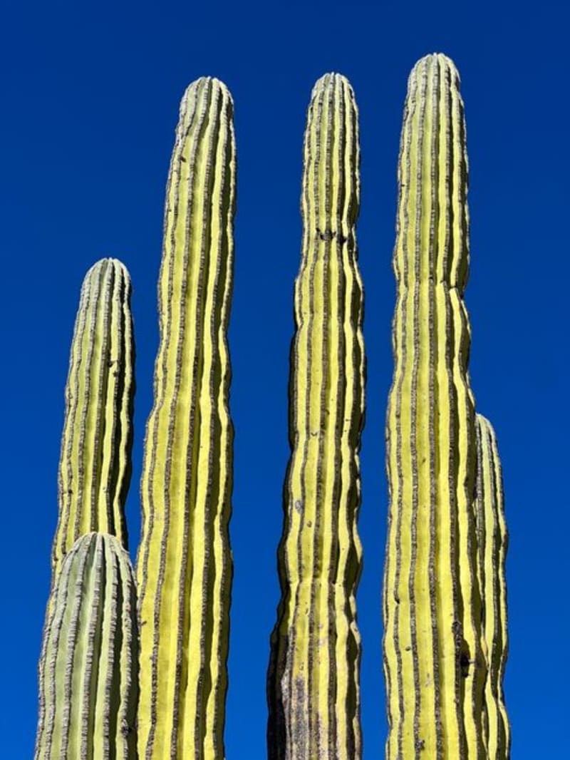 Valle de los Cirios
