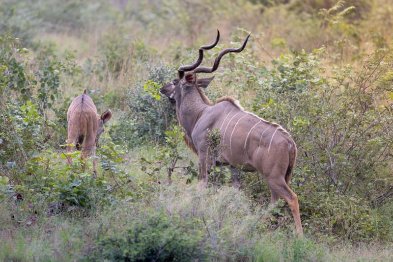 Reserva de Niassa
