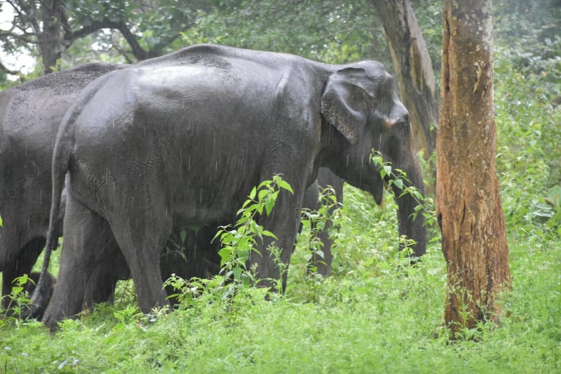 Bandipur