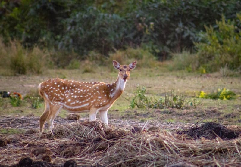 Bardia National Park