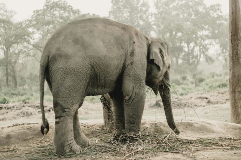 Chitwan