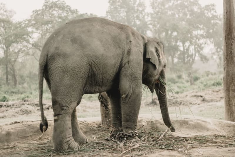 Le parc national de Suklaphanta