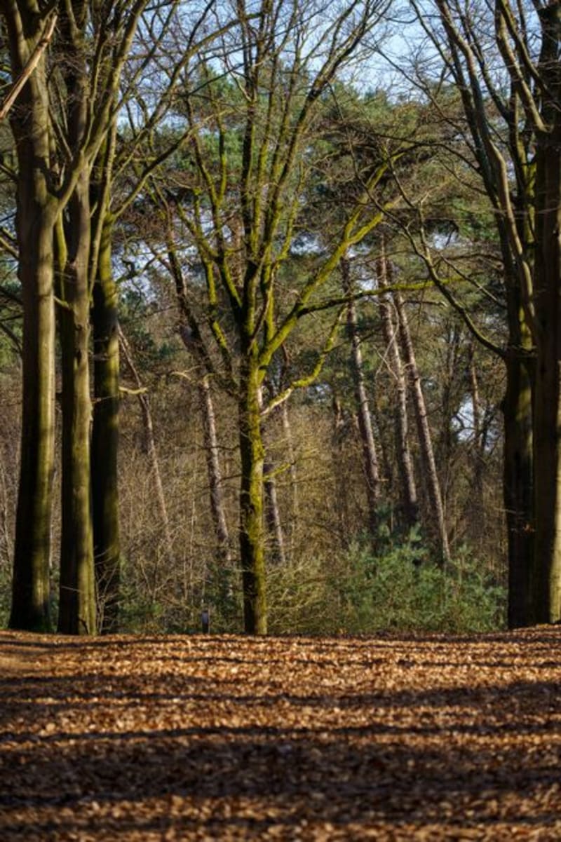 Parque Nacional Hoge Veluwe