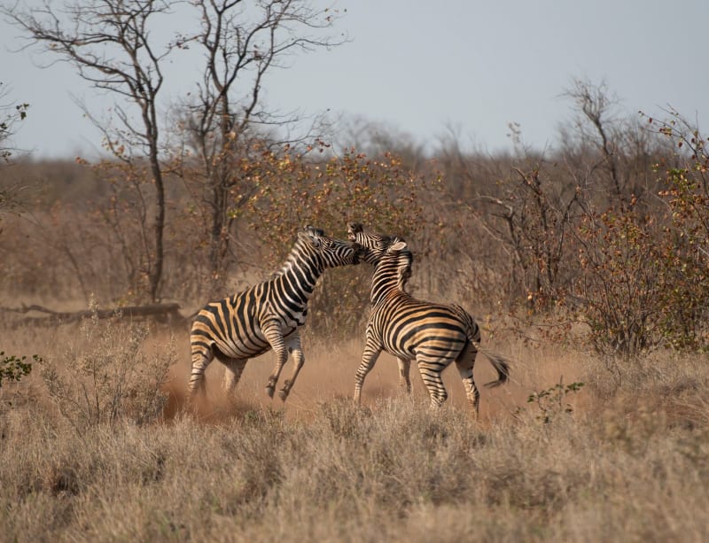 Reserva de Caza de Moremi