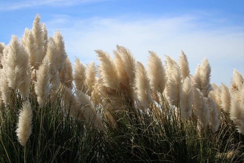 Bahía Blanca