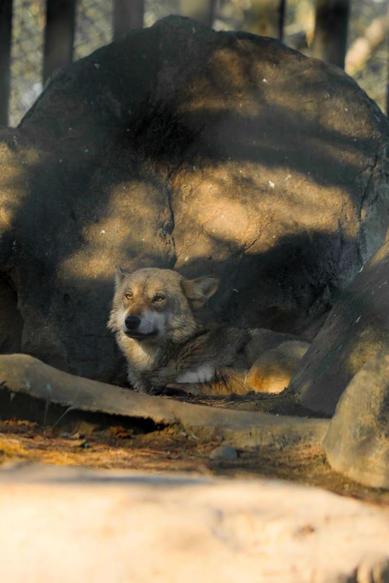 Lobos