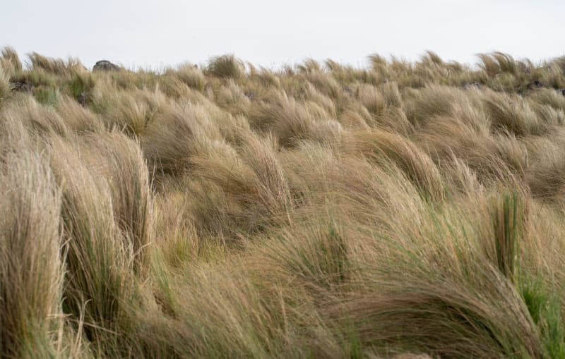 Lobos