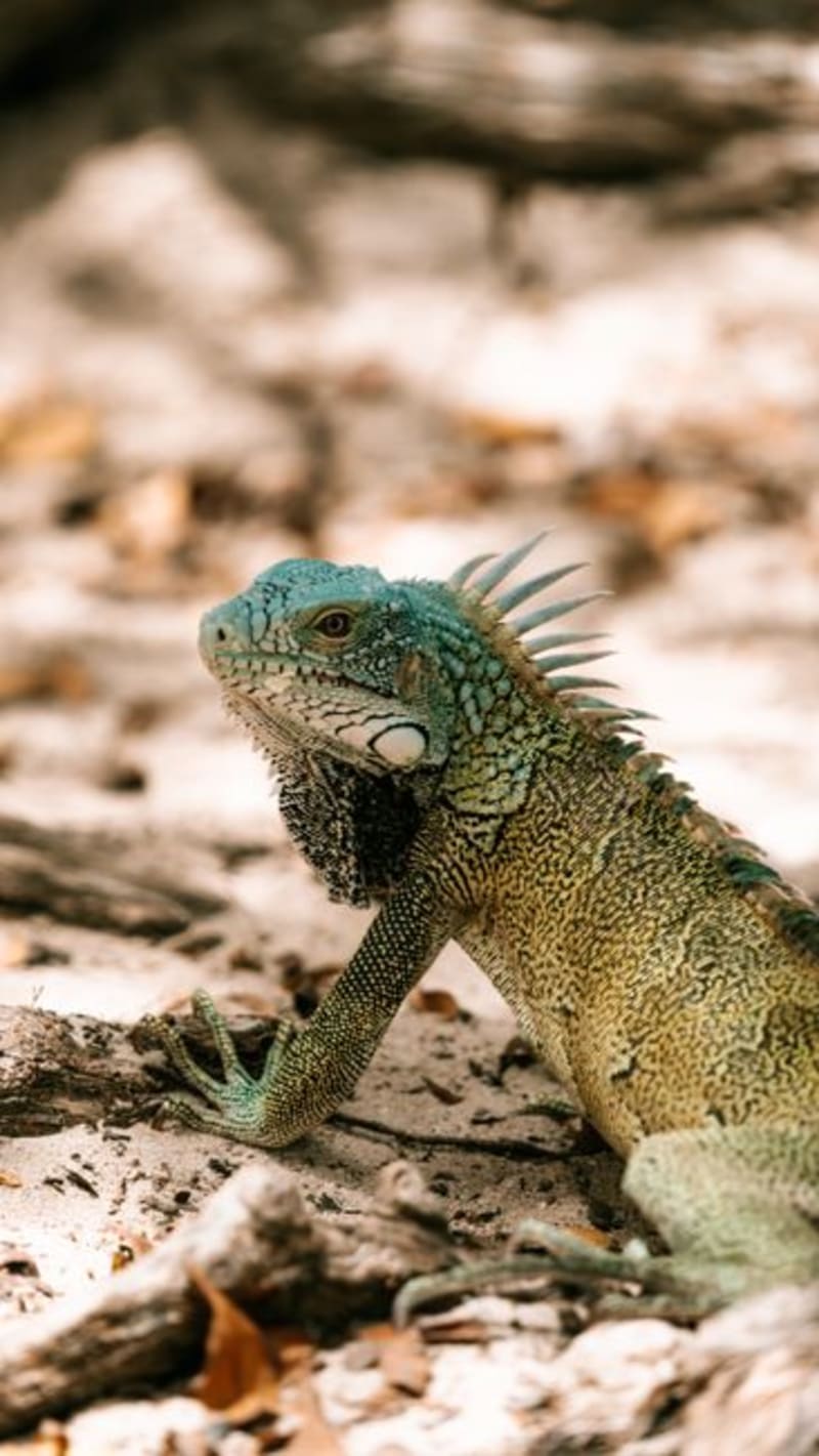 Coiba National Park