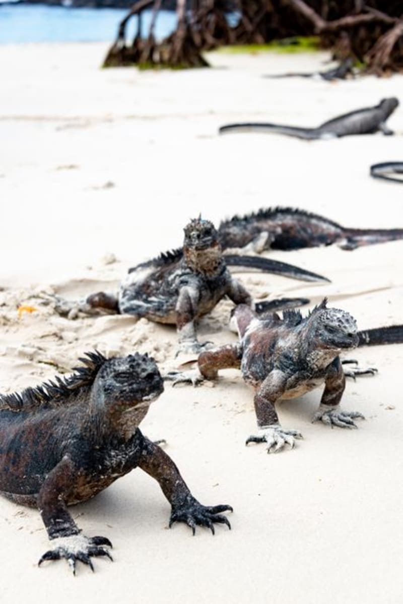 Isla Iguana