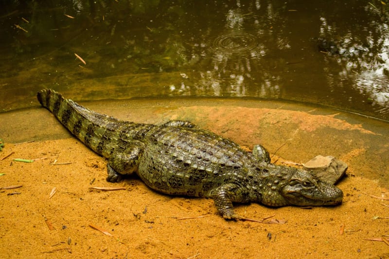 Aquidauana
