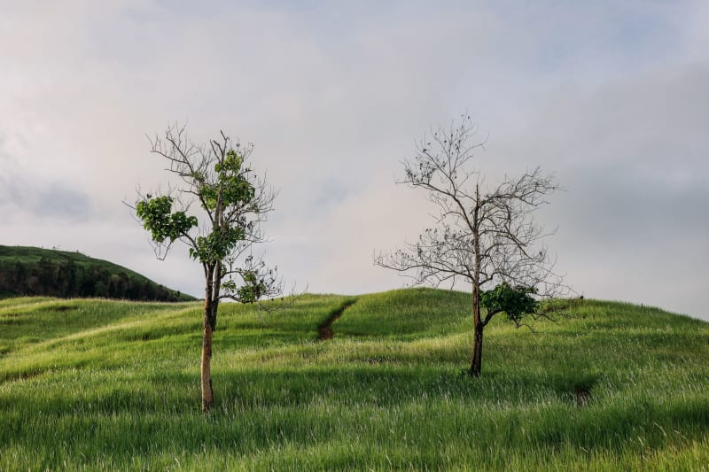 Nong Tang