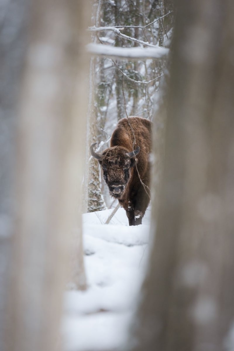 Bialowieza