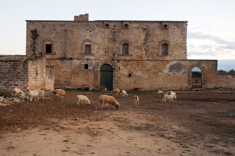 Bovino