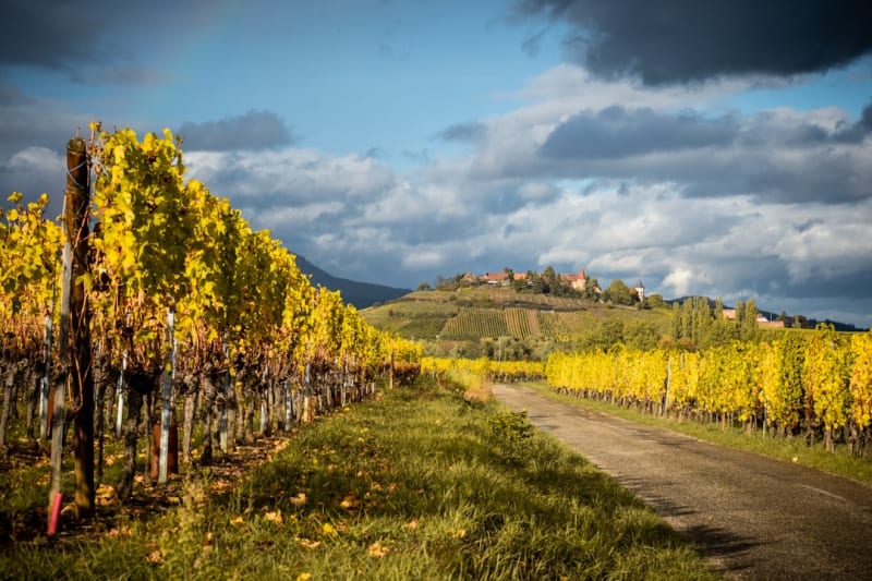 Route des Vins