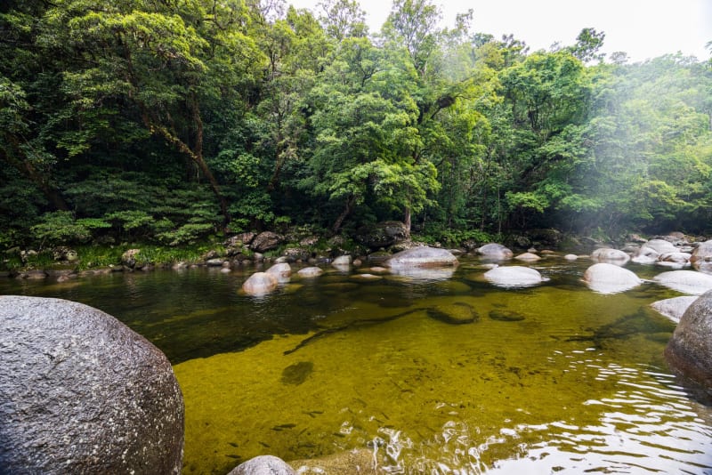 Selva Tropical de Daintree