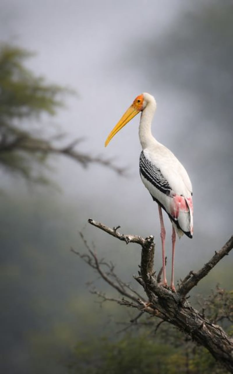 Parque Nacional Keoladeo