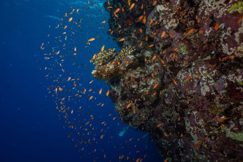 Elphinstone Reef