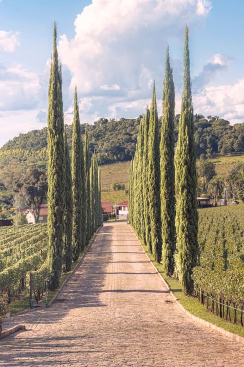 Vale dos Vinhedos