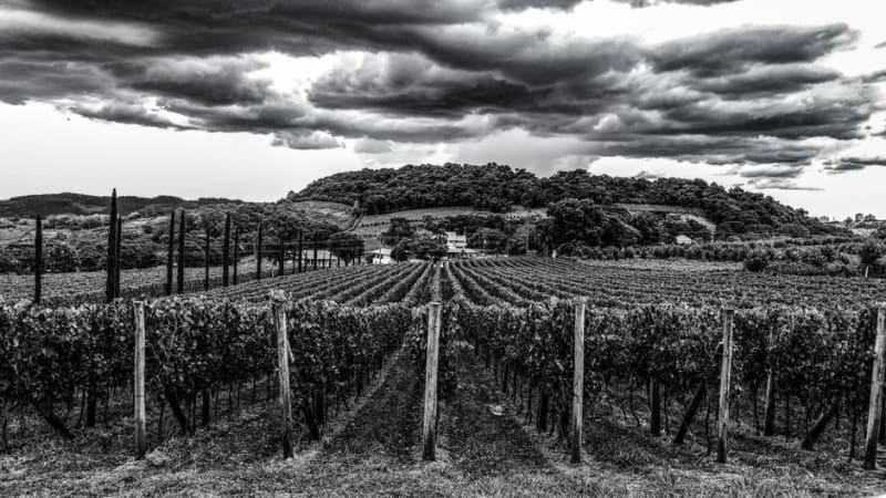 Vale dos Vinhedos