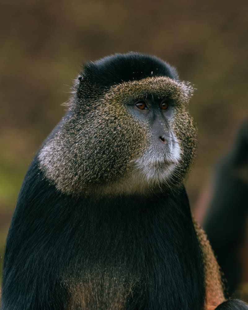 Gishwati-Mukura National Park