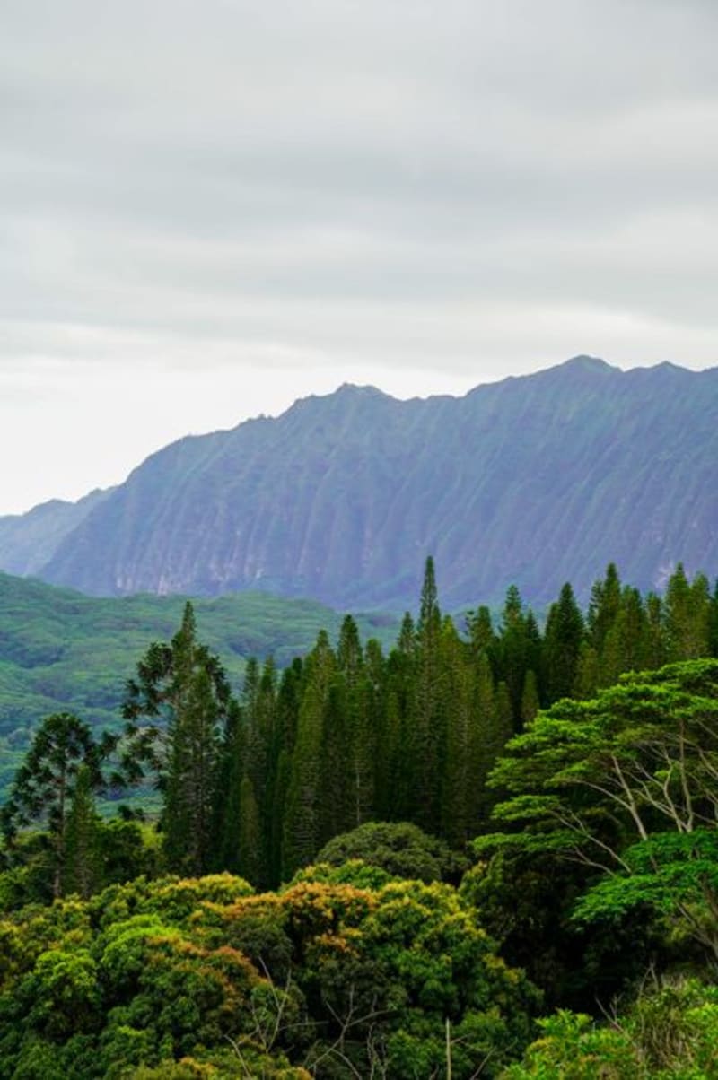 Reserva Forestal Barre de l'Isle
