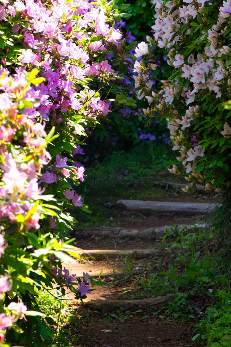 Kingstown Botanical Gardens