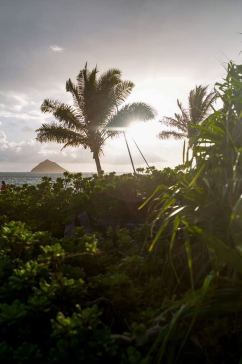 Palm Island