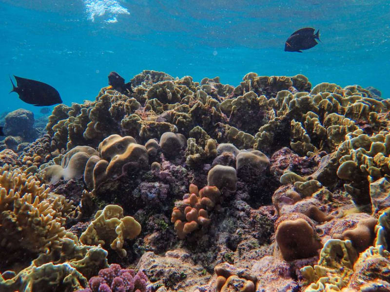 Palolo Deep Marine Reserve