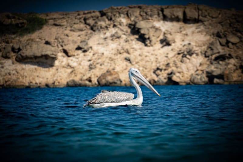 Farasan Islands