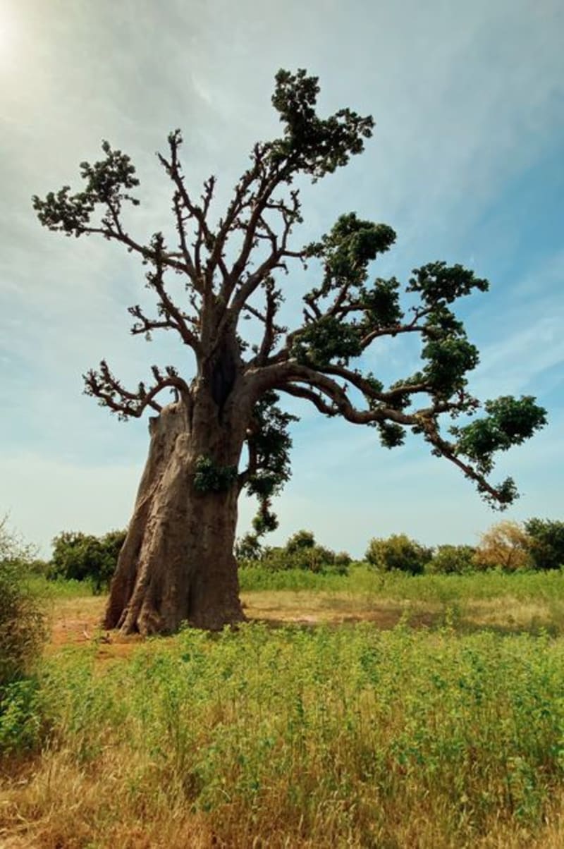 Réserve de Bandia
