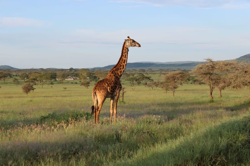Grumeti Reserve