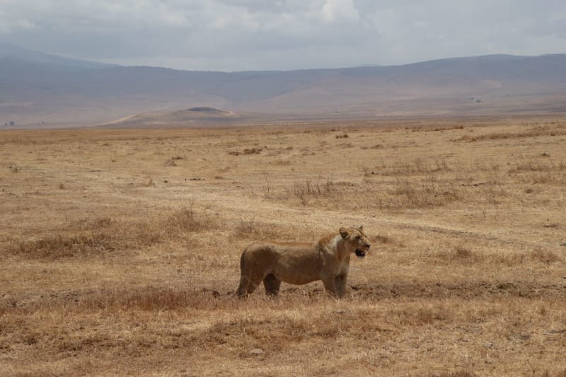 Valle de Lobo