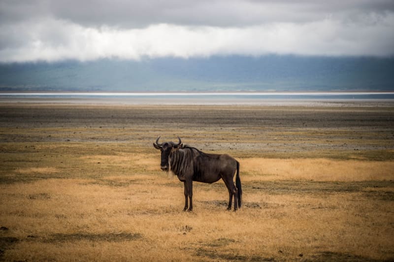 Ndutu Plains